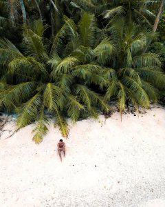 a group of palm trees