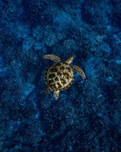 a turtle swimming underwater