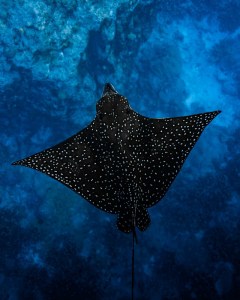 a fish swimming under water