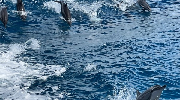 a dolphin swimming in a body of water