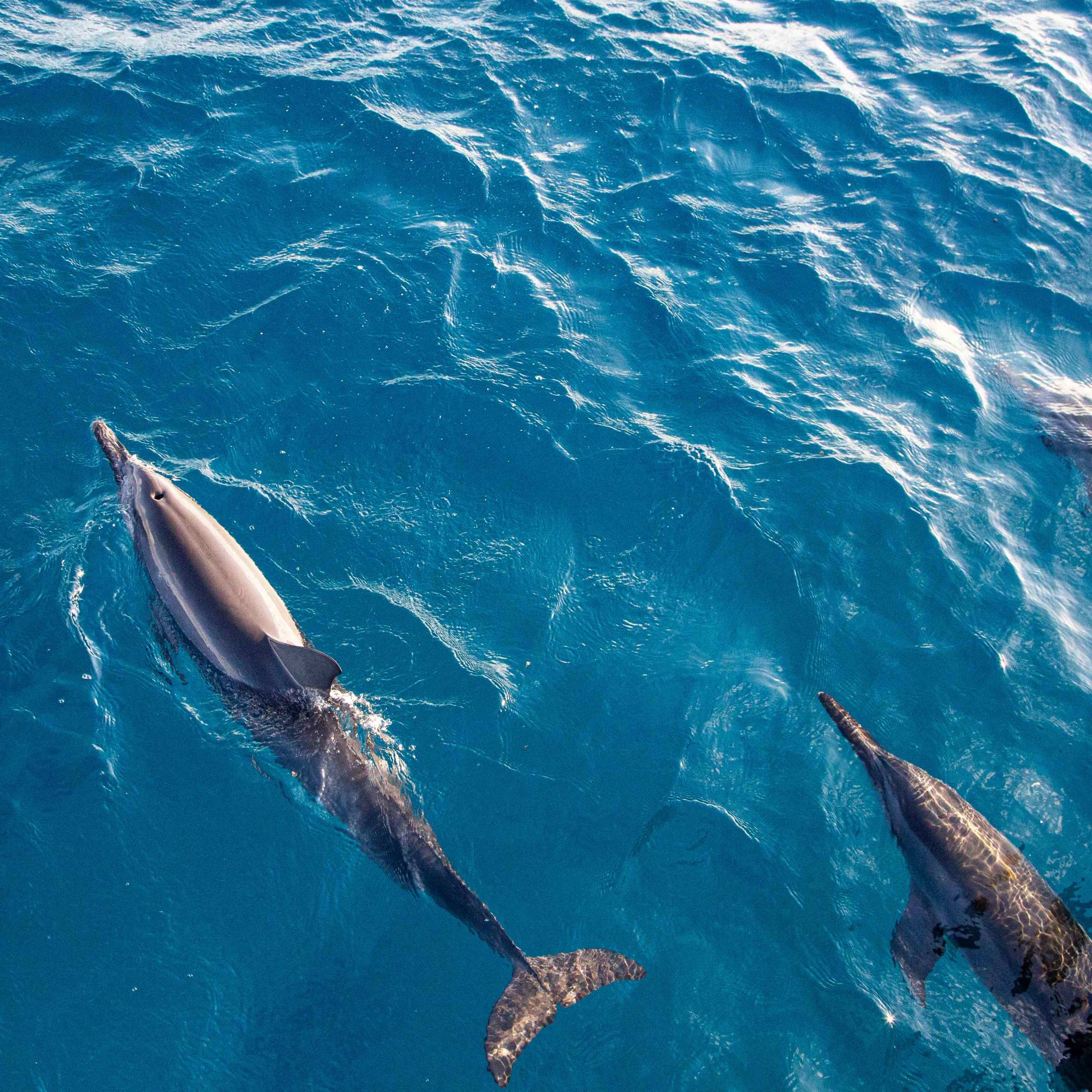 a bird swimming in water