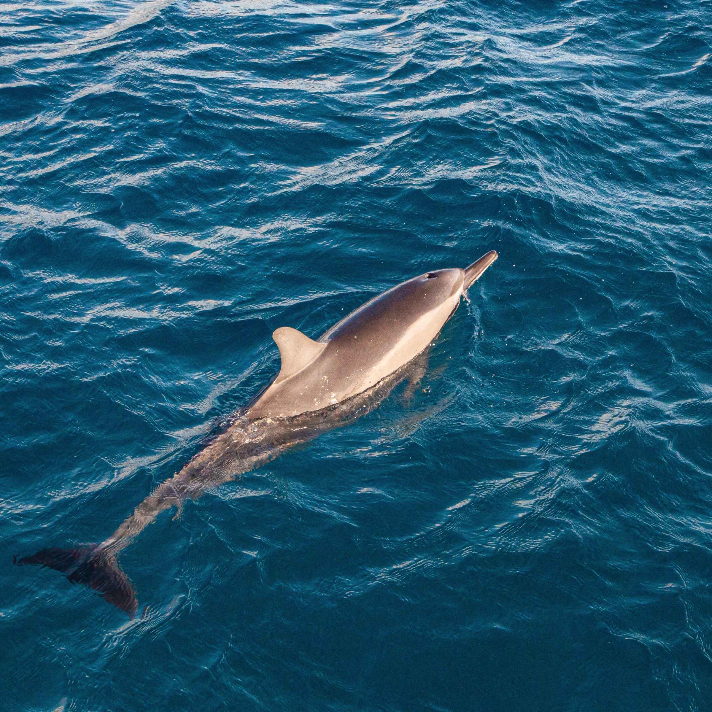 an animal swimming in the water