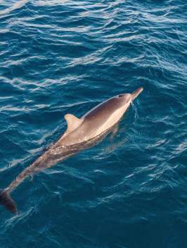 an animal swimming in the water