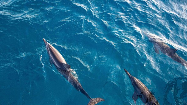 a bird swimming in water