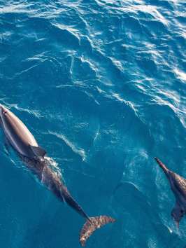 a bird swimming in water