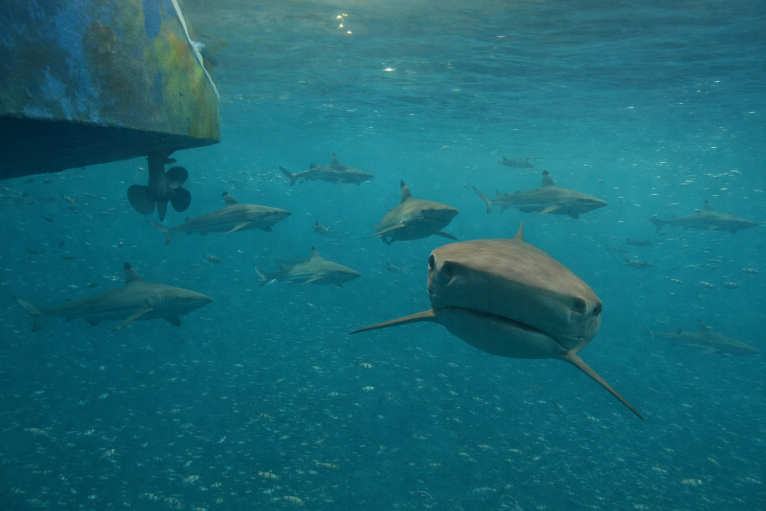 Underwater view of several sharks swimming near a boat's propeller.